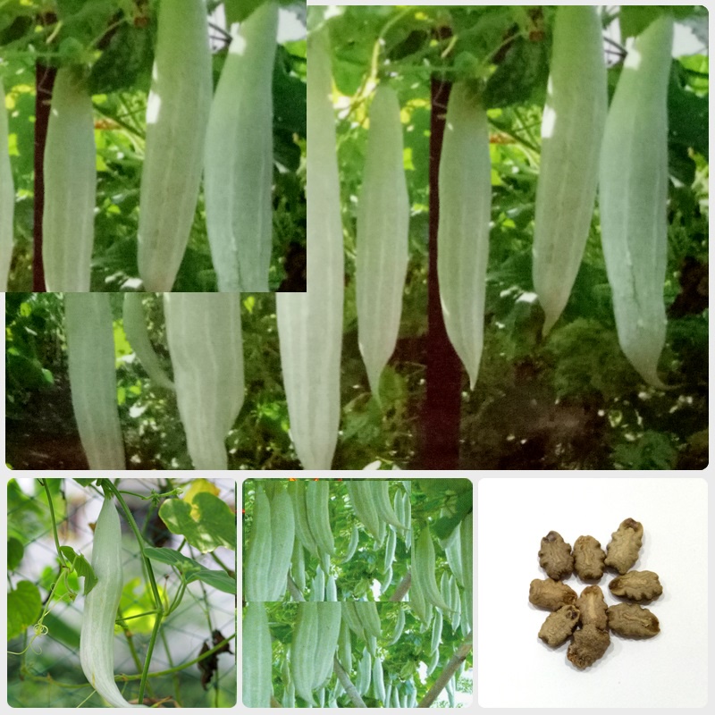 Hạt giống khổ qua tây ( Khổ qua tây trắng ) - Gói 2gram