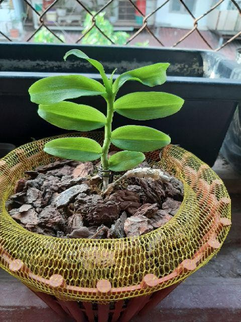 lan phi điệp 5 cánh trắng Phú Thọ cây giống