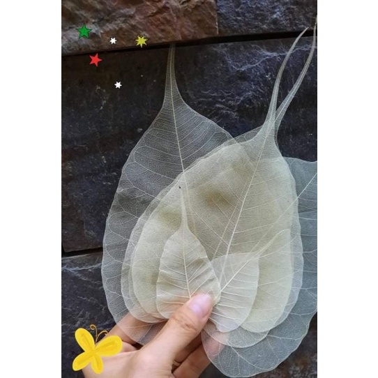 Sét 10 XƯƠNG LÁ BỒ ĐỀ size trung 11cm-13cm