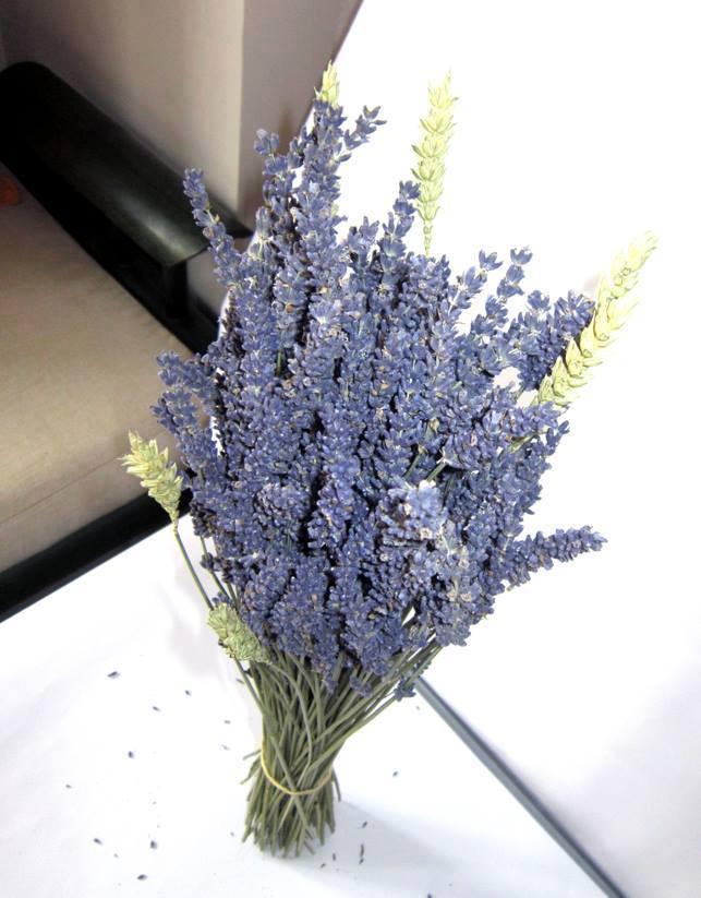 [HCM]Cây Oải Hương - Lavender TẶNG CHẬU