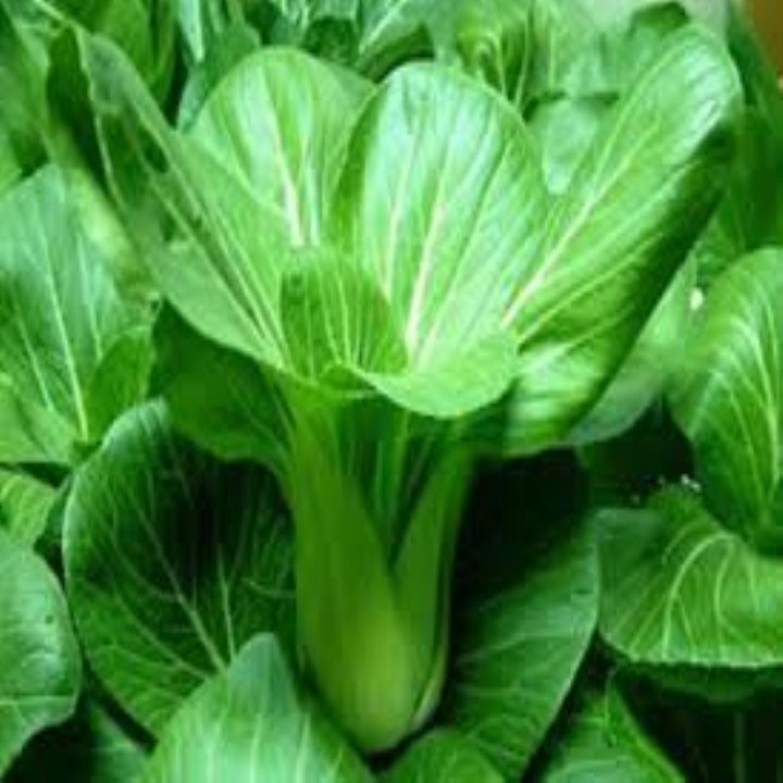 10 gram hạt giống rau cải chíp