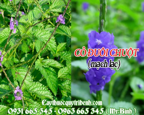 Cây Cỏ Đuôi Chuột ( Cây Mạch Lạc ) 1Kg - Thảo Dược Thanh Bình