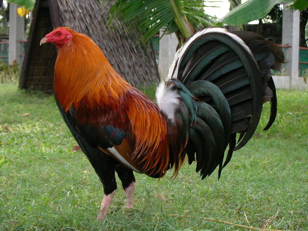 10 Trứng Gà Nòi Mỹ
