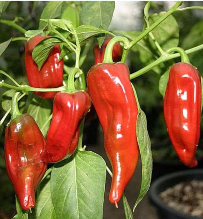 Hạt giống ớt sừng ngọt-gói 30 hạt
