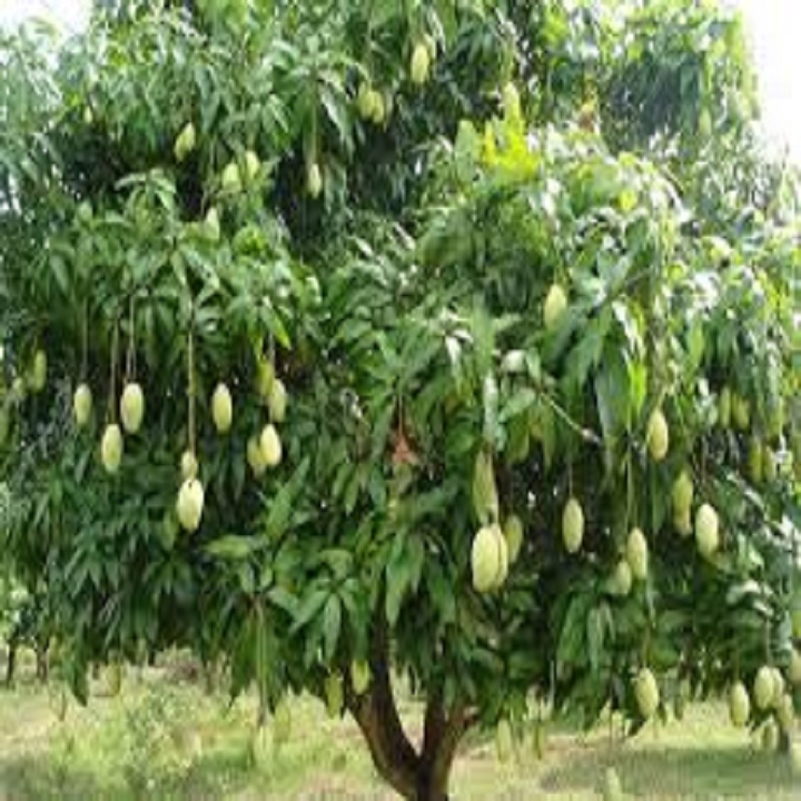 CÂY GIỐNG XOÀI HẠT LÉP