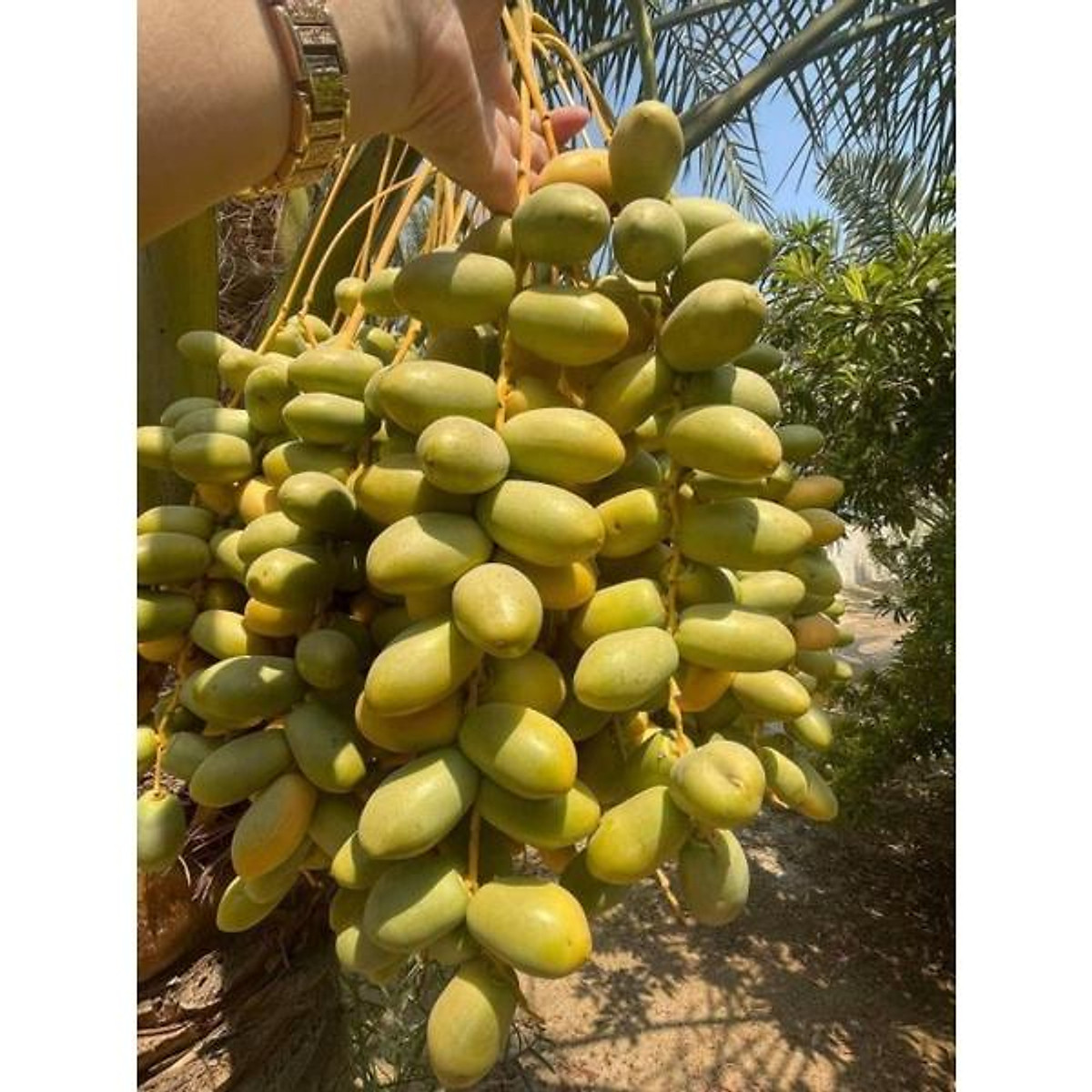 Cây giống chà là ăn quả (cấy mô)