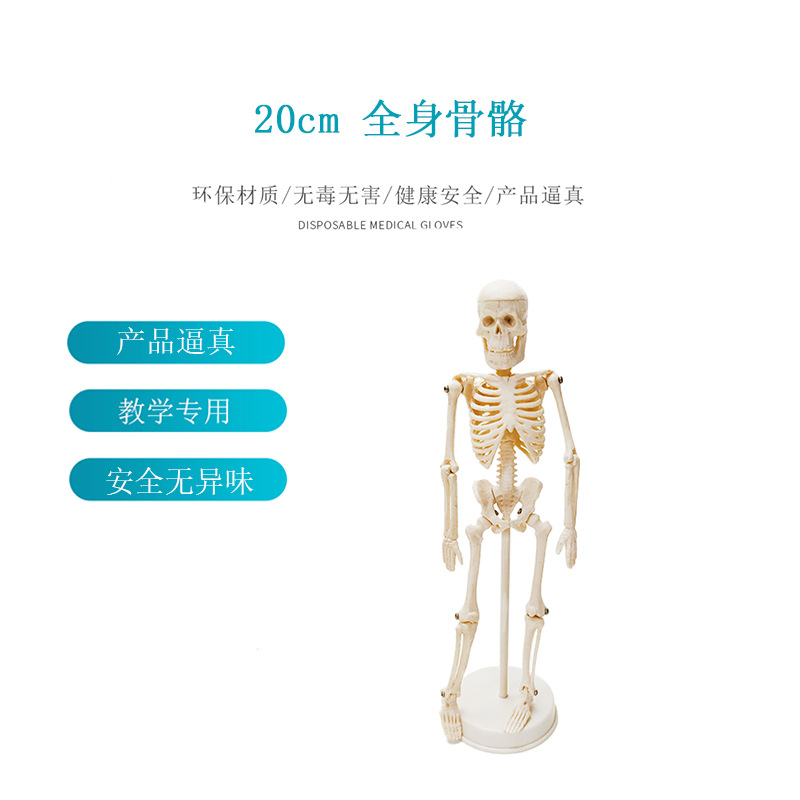 Mô hình xương 20cm bộ xương lớn và nhỏ cơ thể người có thể tháo rời được sử dụng trong y học mô hình giải phẫu xương người