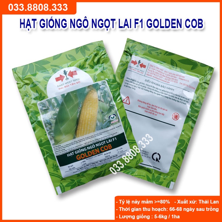 Hạt giống ngô ngọt lai f1 golden cob năng suất cao 50gram