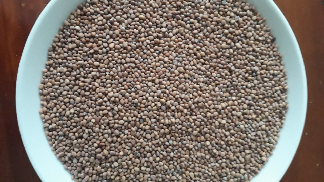 [HCM]Hạt giống rau mầm củ cải tím - 500gr