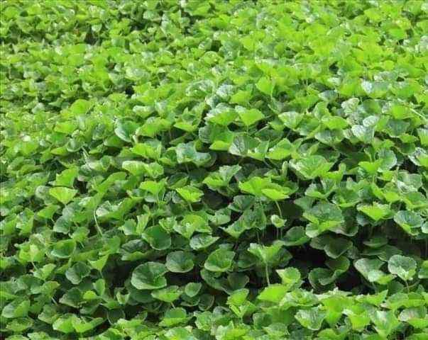 Hạt Giống Rau Má 58 Phú Nông - 2g