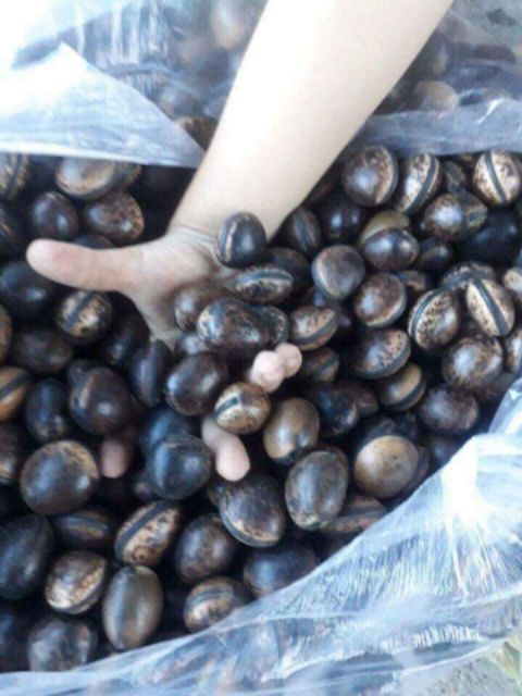 Hạt Đậu Lào (10 Hạt Giá Dùng Thử)