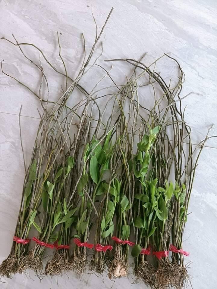 Hoa Lan đột biến hạc vỹ(1 bó hình cuối)