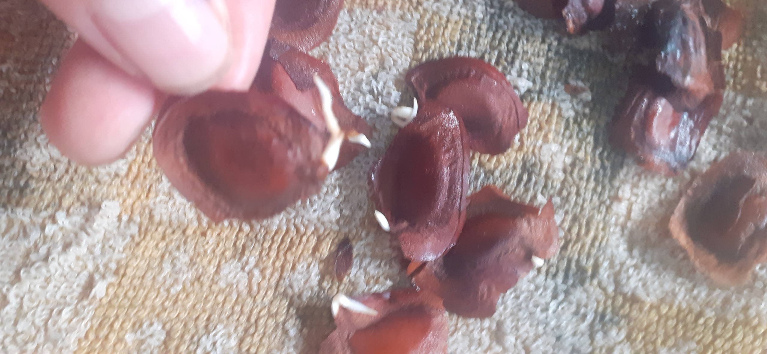 Hạt giống xà cừ