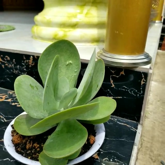 Sen đá cánh bướm rẻ bền (cánh bao đẹp)