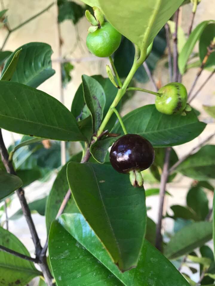 Cây Cherry Brazil siêu xinh