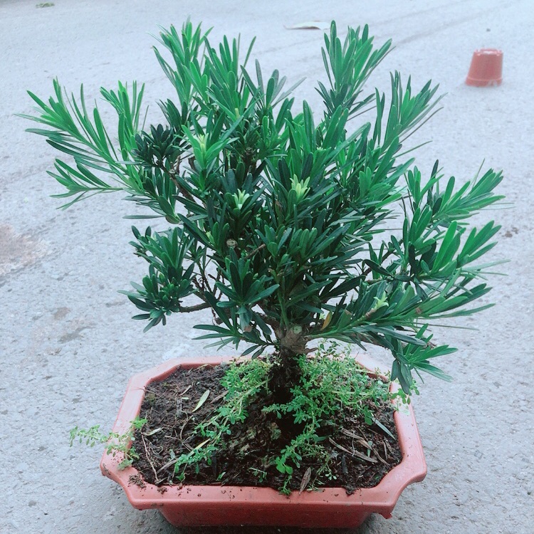 Chậu Tùng Vạn Niên