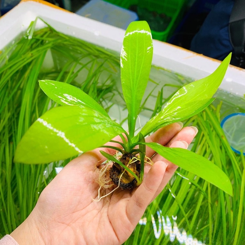 Cây thuỷ sinh Thanh Đản - dễ trồng không cần co2