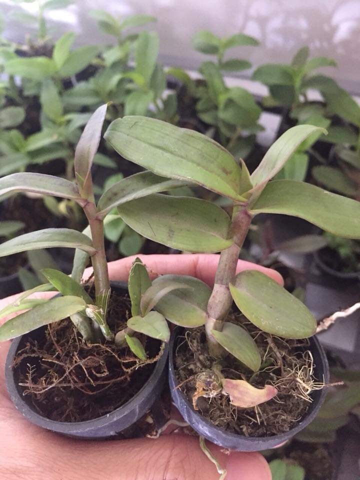 Phi điệp lai  giống(combo 4 cốc 4 màu )