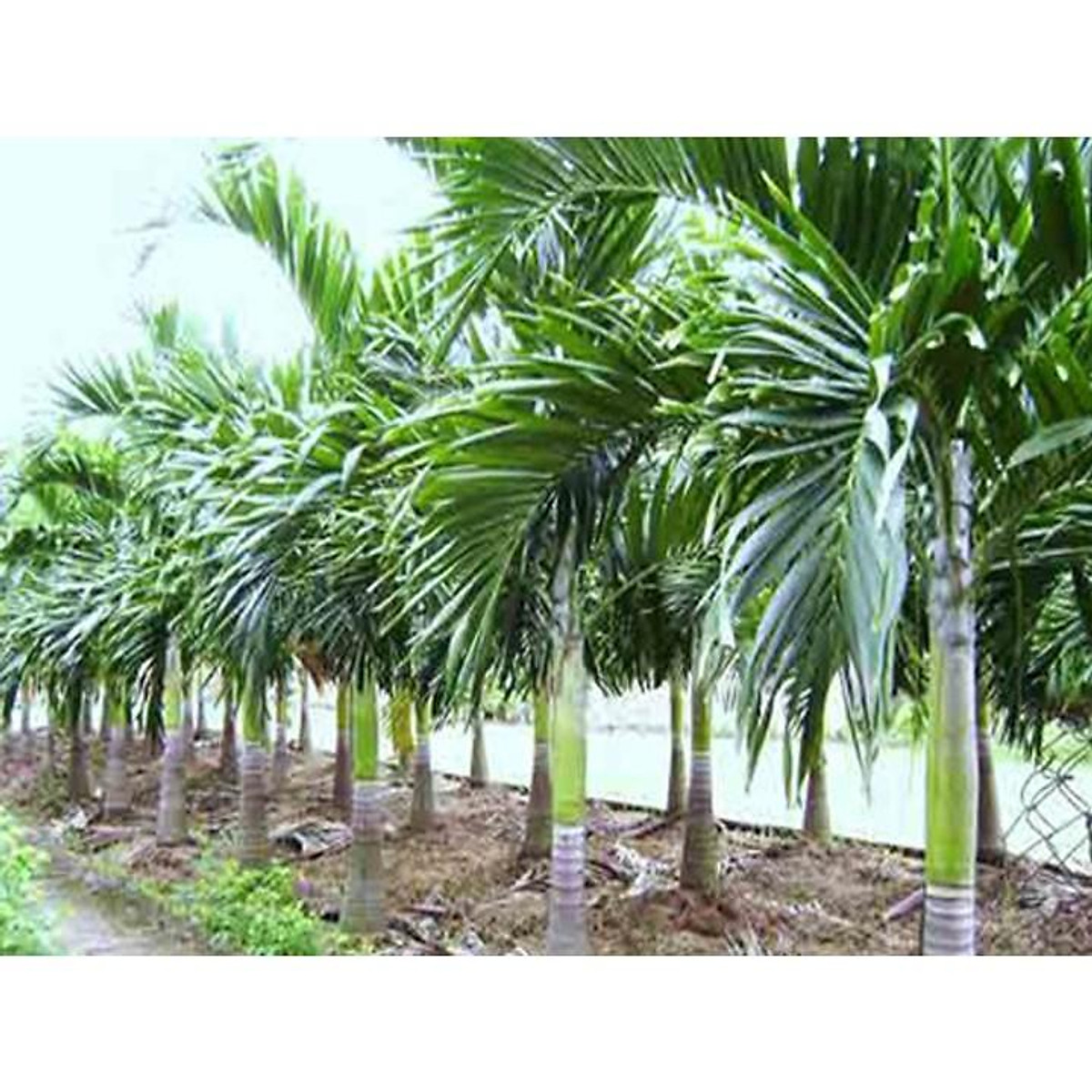 Cây Cau Cao giống.