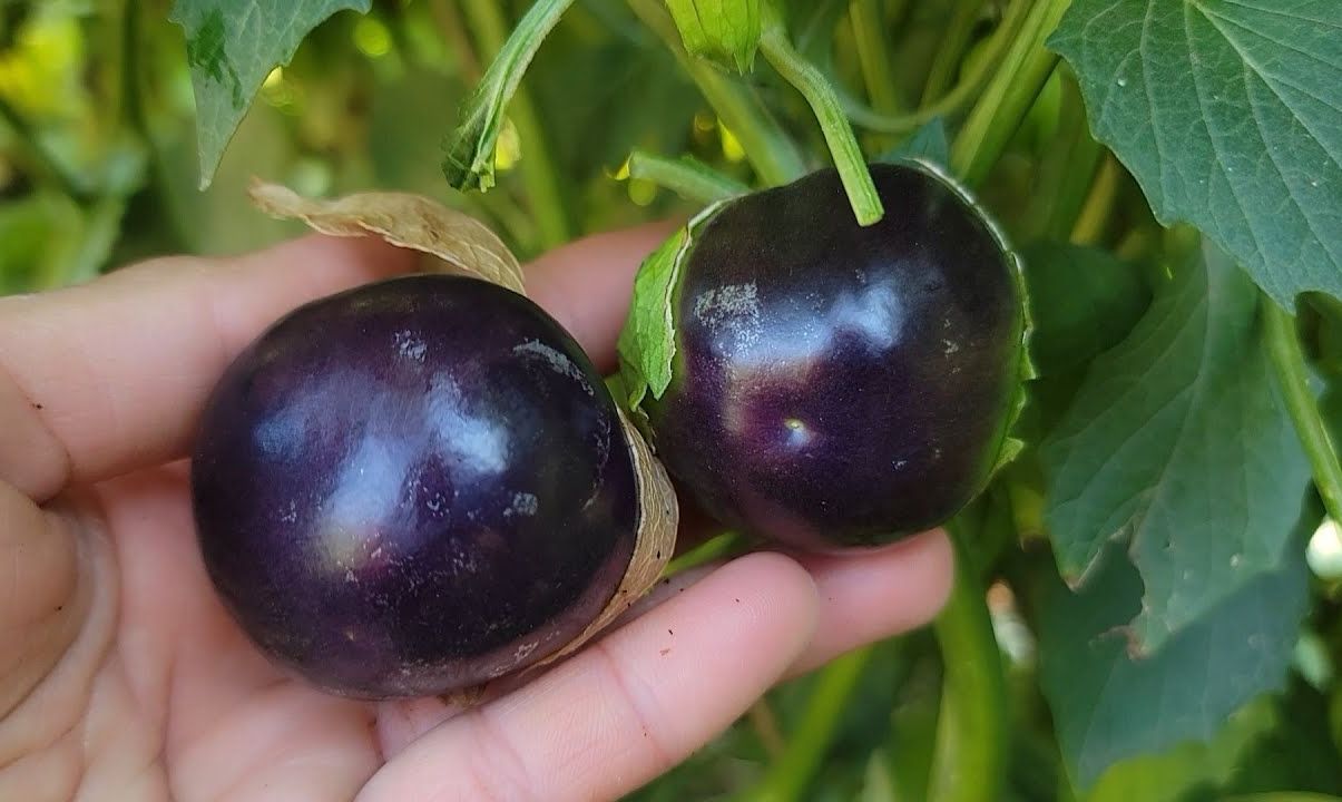 Hạt giống thù lù Tím Nam Mỹ (Tầm Bóp)