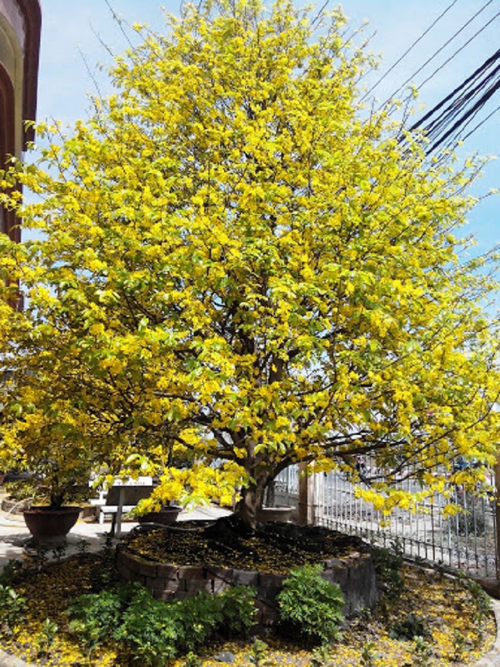 COMBO 5 BẦU CÂY GIỐNG MAI TỨ QUÝ, MAI VÀNG TỨ QUÝ uy tín chât lượng