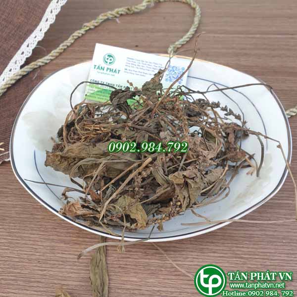 Cây mã đề khô 500g, Trà cây mã đề khô - Hàng công ty chất lượng cao - Thảo Dược Tấn Phát