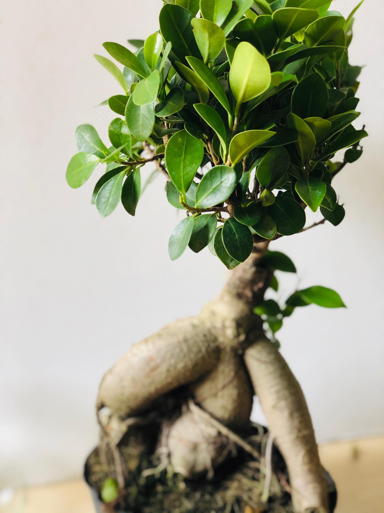Cây bon sai si nhật 4
