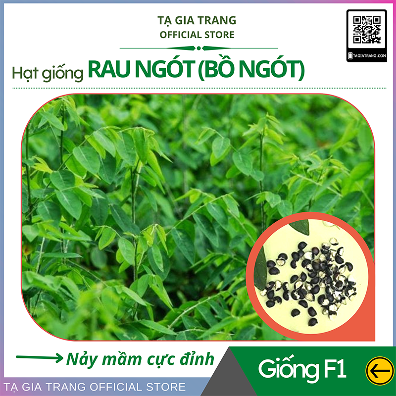 Hạt giống rau ngót (rau bồ ngót) 1gr