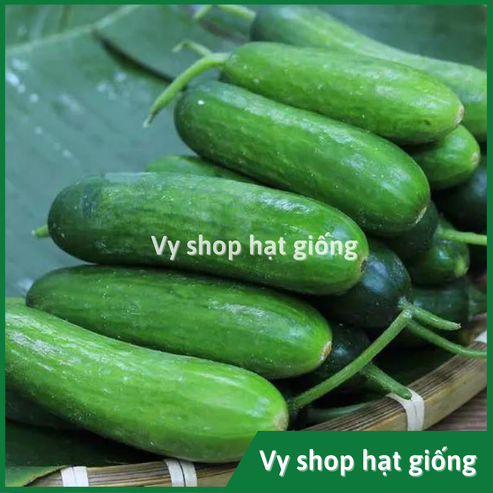 Hạt giống dưa chuột (dưa leo) baby Thái Lan gói 20 hạt