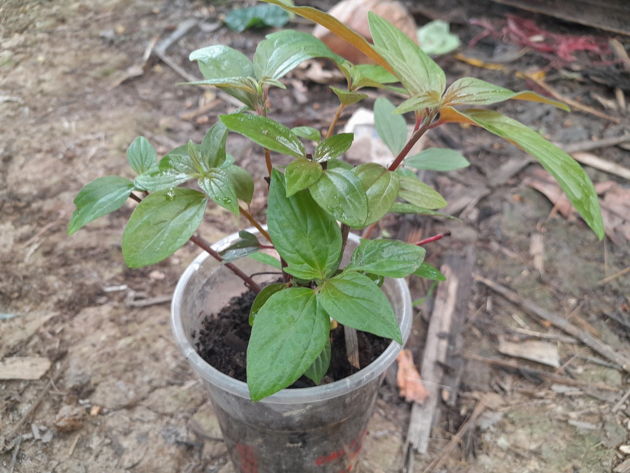 Chậu cây Thuốc Dòi ( bọ mẵm) giống