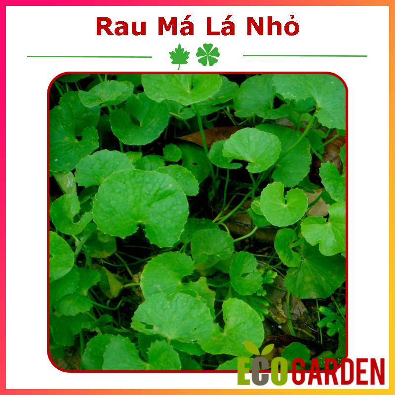 Hạt Giống Rau Má Lá Nhỏ 1 Gam (ECO.127)