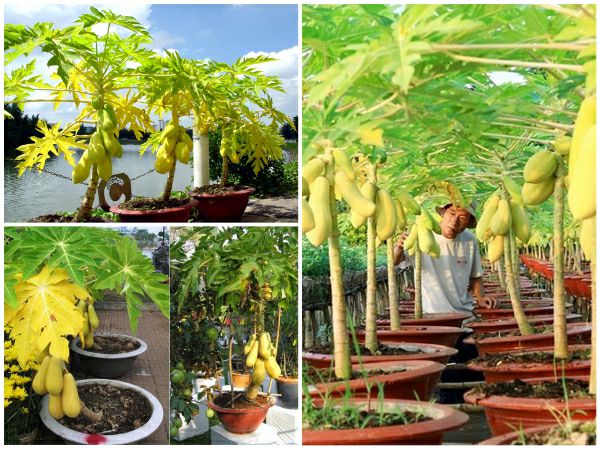 Cây giống đu đủ vàng cao sản