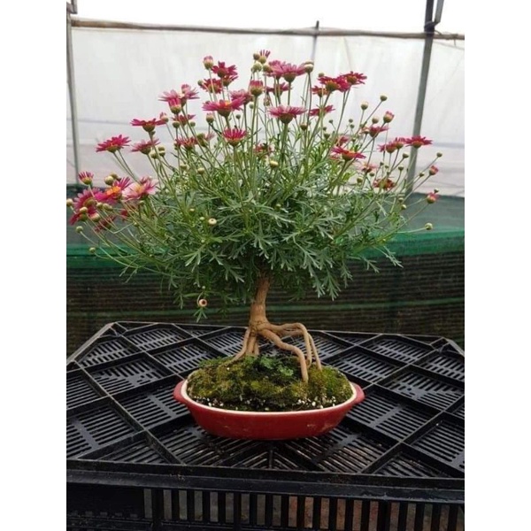 Cúc hoạ mi thân gỗ (cây giống)