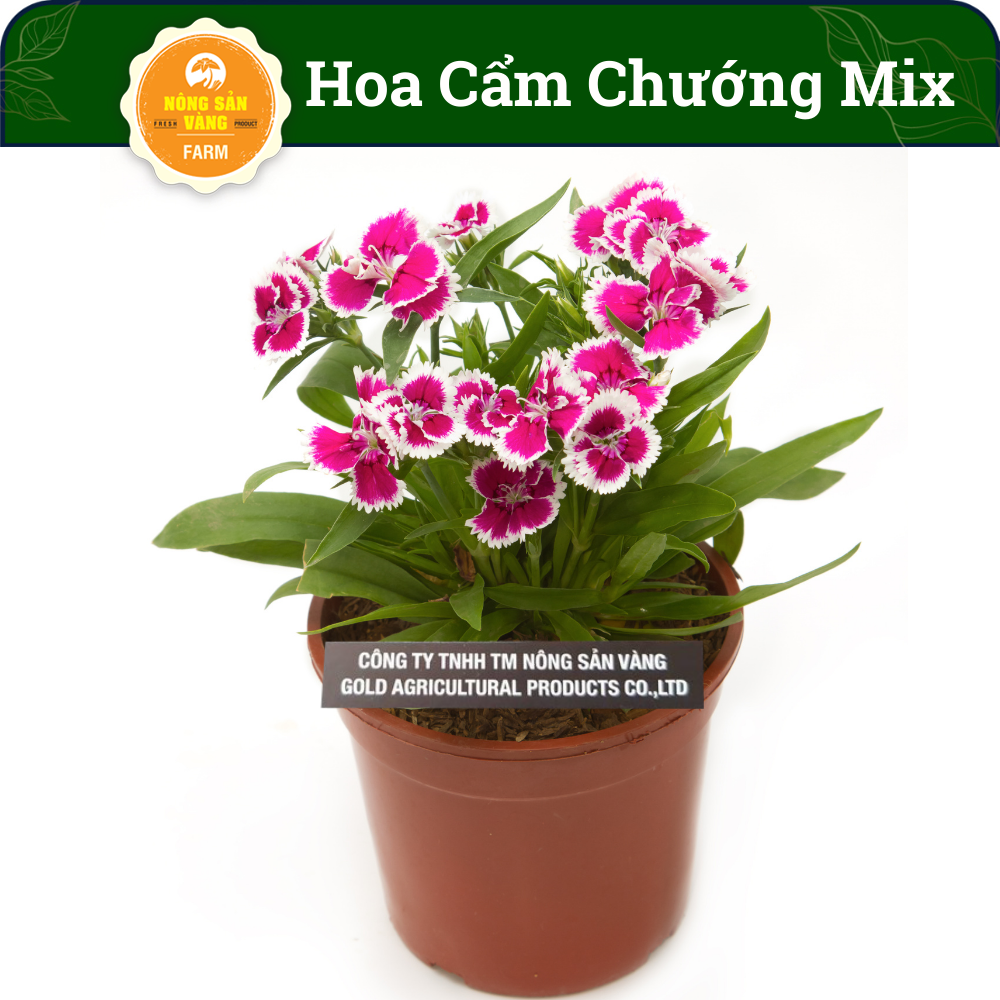 Hạt giống Hoa Cẩm Chướng Kép Nhiều Màu (Ngẫu Nhiên) Hoa Siêu Đẹp, Dành Cho Người Yêu Hoa (Gói 100...