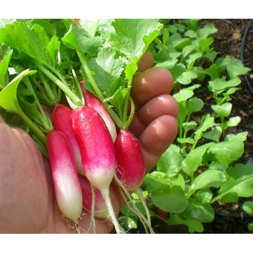 Hạt giống củ cải dài đỏ - Gói 2gram