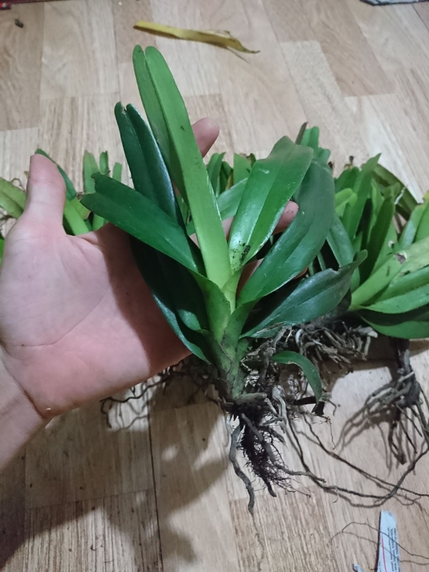 Lan Đuôi Cáo Cao bằng