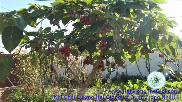 10h Hạt Giống Cà Chua Thân Gỗ Tamarillo Đỏ (A3.103| C3*W45*M535)