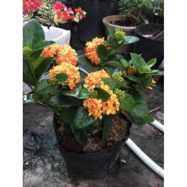 Hoa mẫu đơn vàng cam lá trung siêu bông