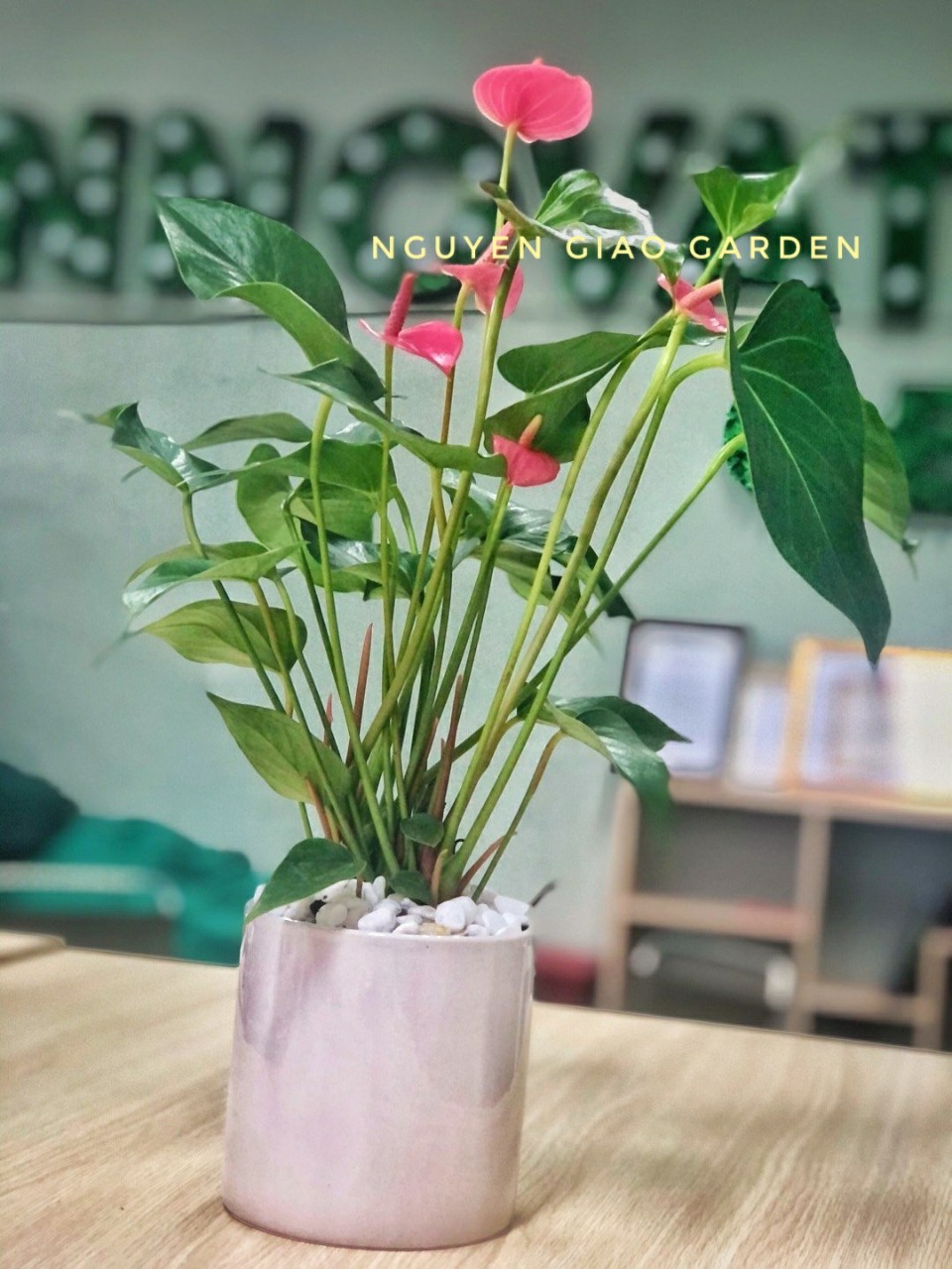 Cây hồng môn chậu sứ trụ để bàn