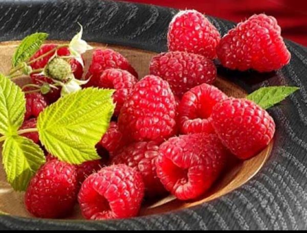 Combo 30 Hạt Giống Mâm Sôi Đỏ