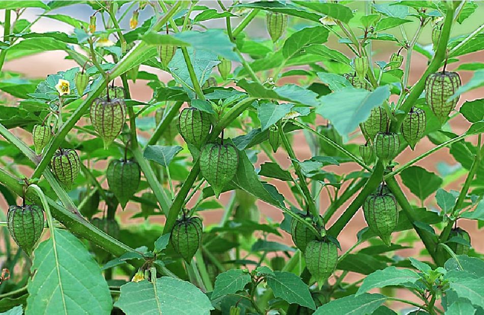Hạt Giống Cây Tầm Bóp  -  gói 0.2gram