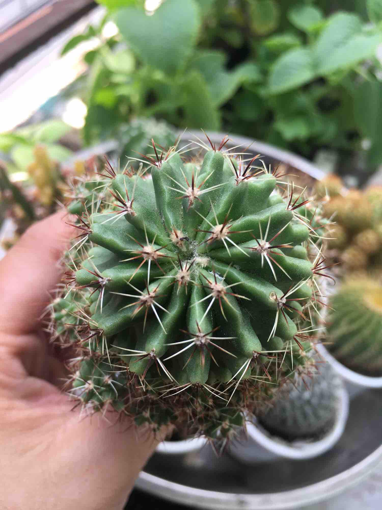 [HCM]Xương rồng móc câu đổi màu