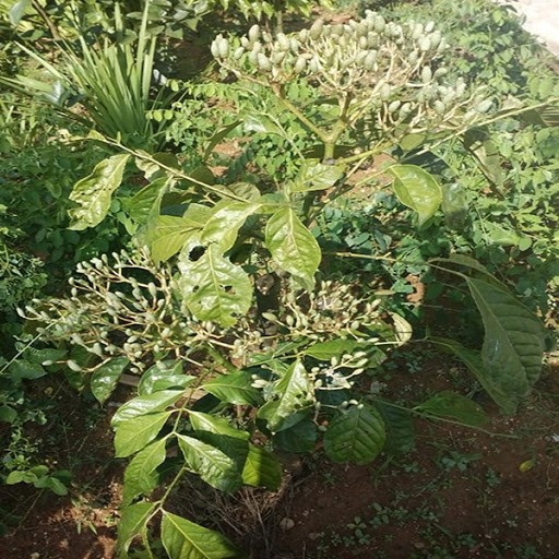 CÂY GIỐNG CÂY HÚNG VỊT
