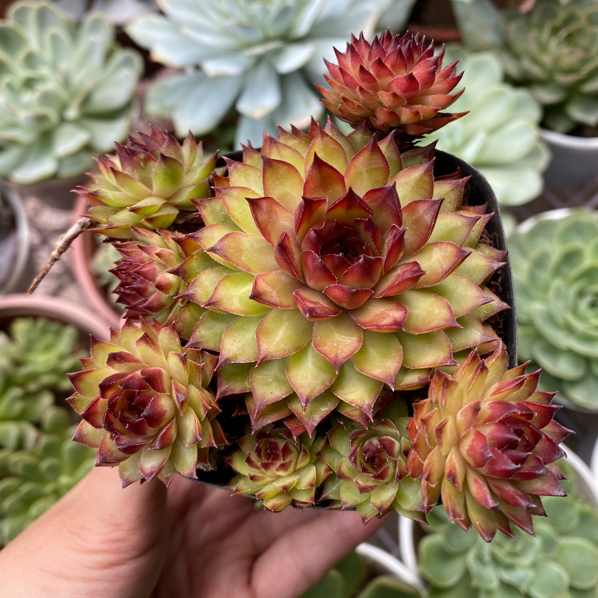 [HÀNG NHẬP] SEN ĐÁ PHẬT BÀ ĐỎ SIZE TRUNG