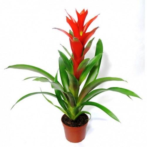 Phong Lộc Hoa - Chậu Cây Cảnh