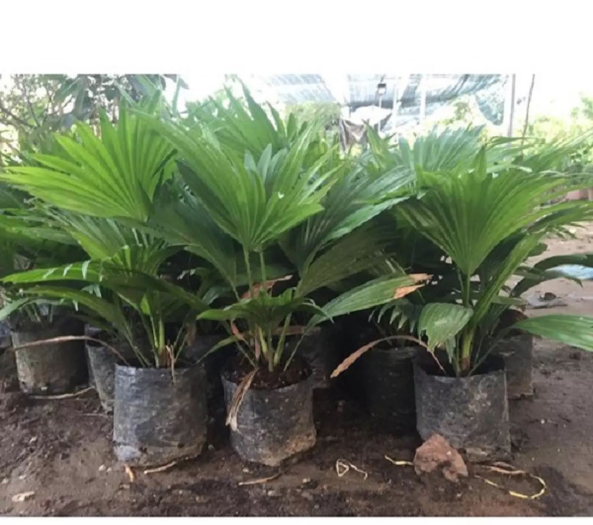 cây cọ cảnh (trồng làm cảnh)