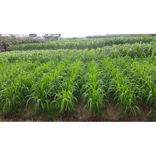 Hạt giống cỏ Mombasa Ghine - Cỏ sả lá lớn (gói 200g)