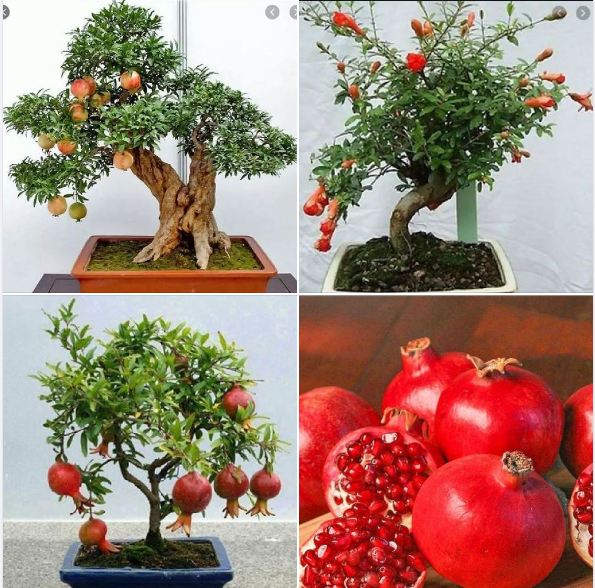Hạt Giống Lựu Cảnh Lùn  ( lựu bonsai ) ( 10 hạt )