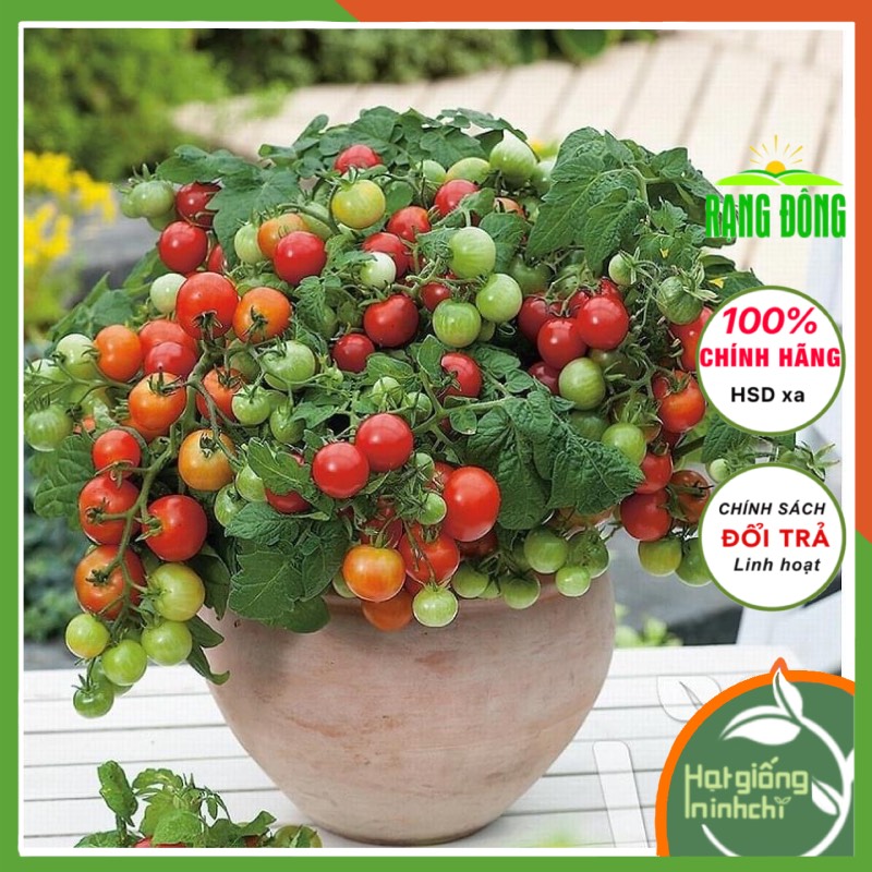 Hạt giống cà chua bi lùn cherry F1 Rado, rau củ quae trồng ban công, thùng xốp, sân thượng