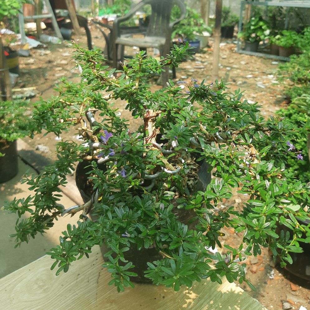 Linh sam86 BÔNG TÍM dáng BONSAI